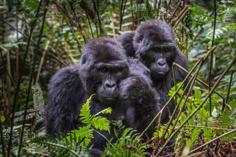 online-tourism-courses-in-uganda