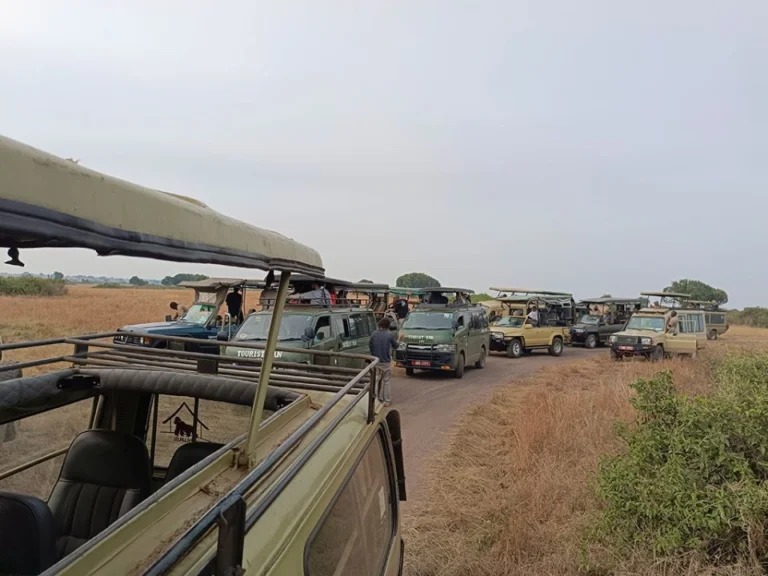 best-courses-for-students-interested-in-wildlife-and-tourism