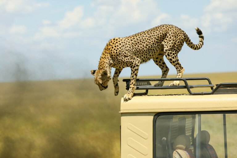 how-to-get-a-job-with-a-safari-company-in-uganda
