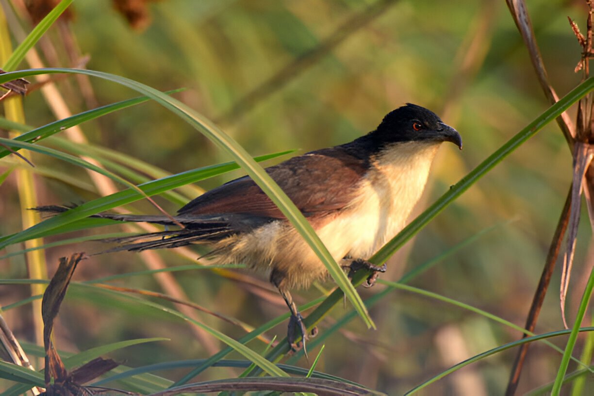 bird-watching-tour-guide-traning-in-uganda