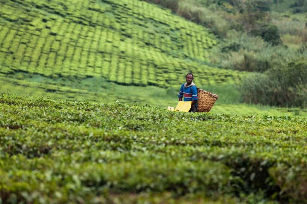 farm-to-table-tourism-how-food-tourism-is-growingin-uganda