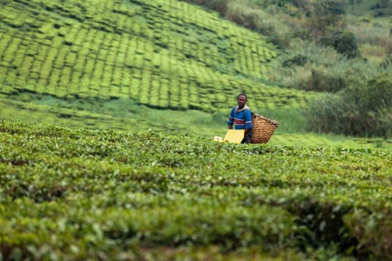 farm-to-table-tourism-how-food-tourism-is-growingin-uganda