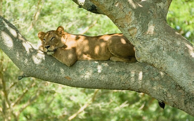 uganda-tourism-statistics-every-tourism-student-should-know