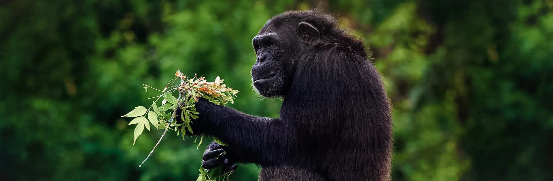 wildlife-photography-tourism-a-career-for-adventurous-ugandans