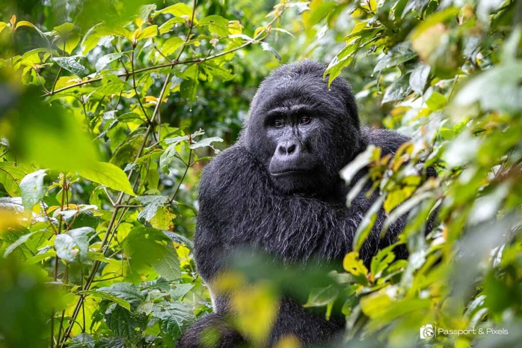mountain-gorilla-tour-guidinga-rewarding-career-path-in-uganda