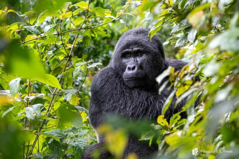 mountain-gorilla-tour-guidinga-rewarding-career-path-in-uganda