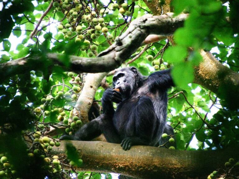 ecotourism-and-sustaiable-development-courses-in-uganda