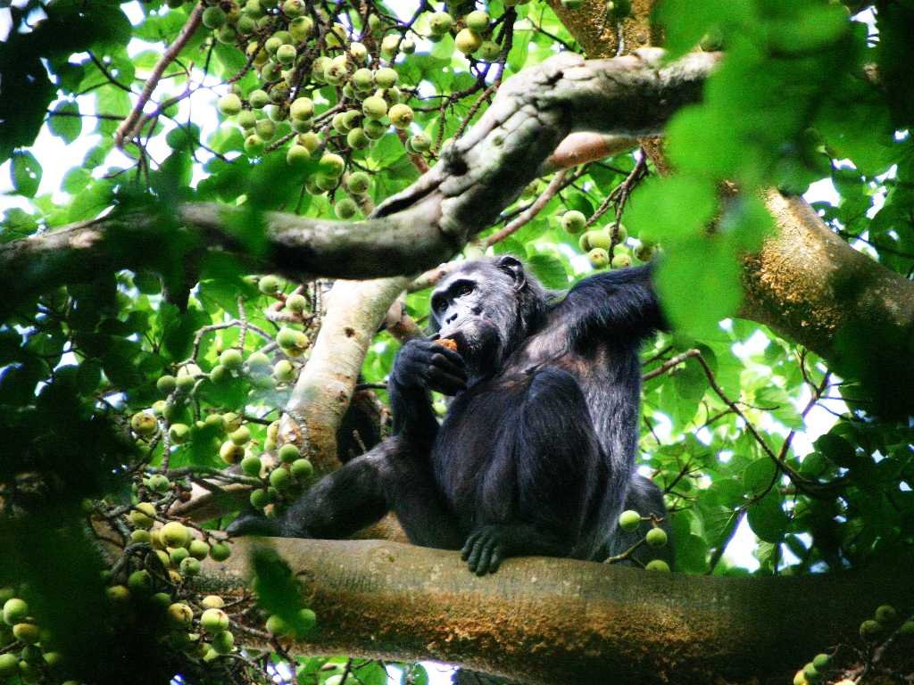 ecotourism-and-sustaiable-development-courses-in-uganda