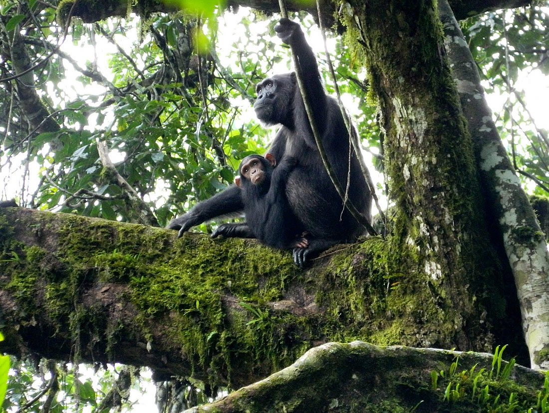 primate-tourism-training-a-niche-career-in-uganda
