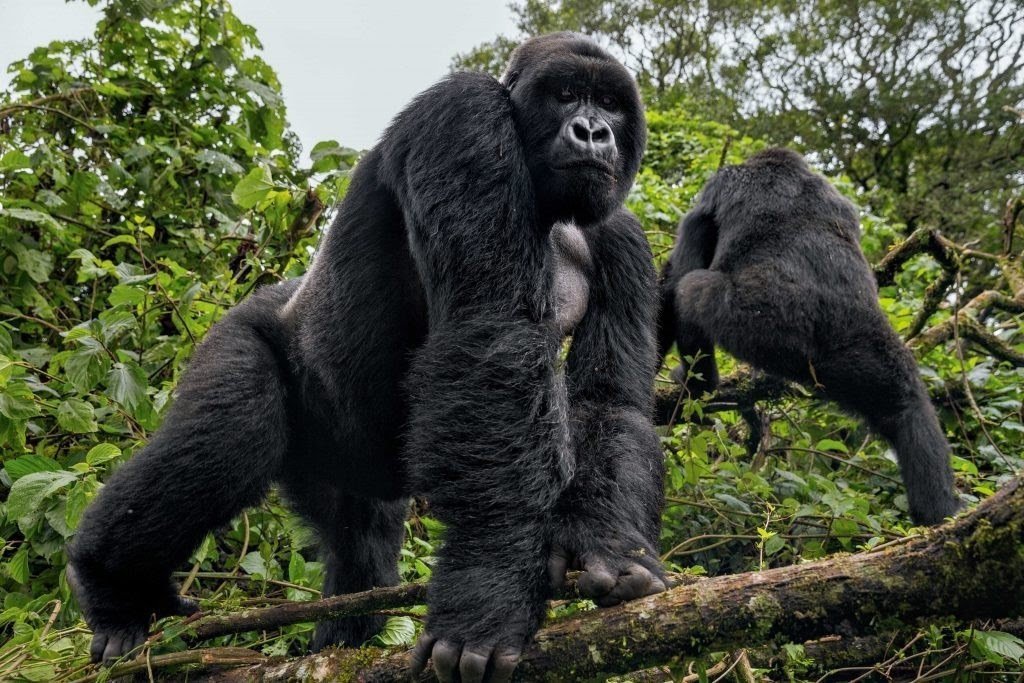 gorilla-conservation-and-tourism-courses-available-in-uganda