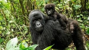 how-to-open-a-travel-agency-in-uganda-after-your-tourism-course