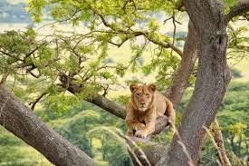 queen-elizabeth-national-park-careers-and-training-opportunities