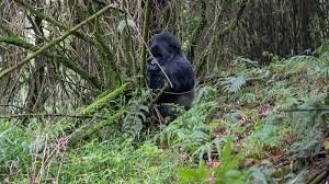 volunteering-in-ugandas-wildlife-sector-and-turning-into-a-career