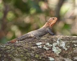 reptile-and-amphibian-tourism-in-uganda-an-untapped-opportunity