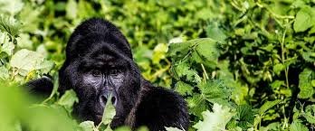 how-to-guide-tourists-on-gorilla-trekking-safari-in-bwindi