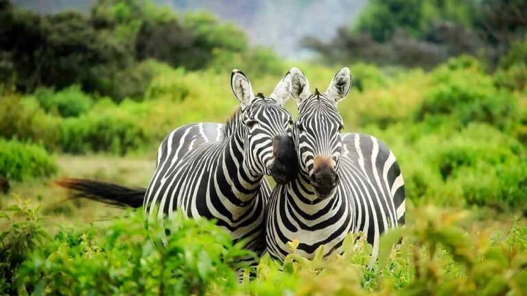 wildlife-management-course-in-uganda-what-you-need-to-know
