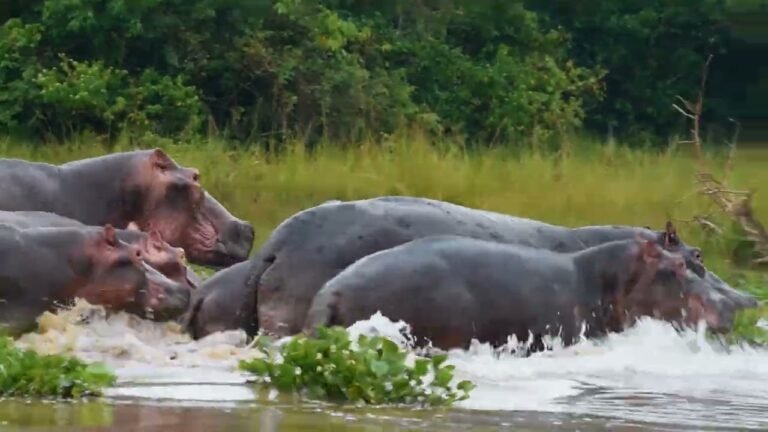how-to-become-a-uganda-wildlife-authority-uwa-guide